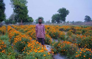 गेंदे की खेती कम लागत में ज्यादा मुनाफा