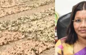 तेंदुपत्ता शाखकर्तन सह संग्रहण एवं अग्निसुरक्षा कार्यशाला का आयोजन