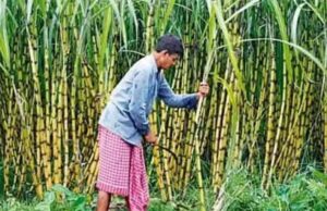 भोरमदेव सहकारी शक्कर कारखाना ने गन्ना किसानों को किया 5.22 करोड़ रूपए का भुगतान