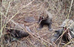 कूना में चीता निर्वा दूसरी बार बनी मां, पांच शावकों को दिया जन्म, शावकों की संख्या 19 हो गई