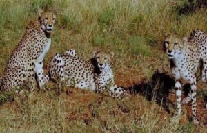 चीतों का दूसरा घर मंदसौर जिले का गांधी सागर वन्यजीव अभयारण्य होगा, कूनो नेशनल पार्क से आज 2 चीते भेजेंगे