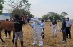 पनागर में रेस कोर्स के 8 घोड़ों की रहस्यमई मौत, स्वास्थ्य विभाग अलर्ट, जानलेवा है ये बैक्टीरिया