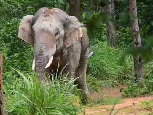 hathi7.jpg