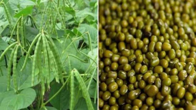 moong-1.jpg
