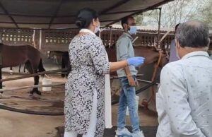 हैदराबाद से लाए गए 57 घोड़े, जबलपुर में अब तक 10 की गई जान, एक घोड़े की रिपोर्ट आई ग्लैंडर पॉजिटिव