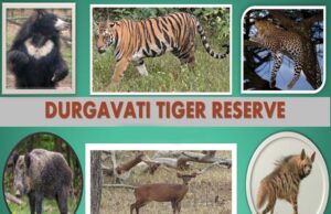 22 वन रक्षक दमोह जिले की रेंजों से दुर्गावती टाइगर रिजर्व में अटैच किए गए