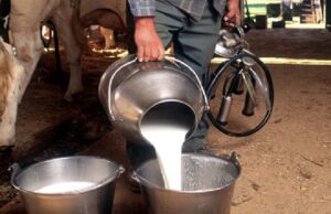 डेयरी क्षेत्र में बड़ा कदम: राजस्थान बनाएगा दूध उत्पादन में नया कीर्तिमान