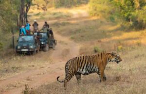 Durgavati Tiger Reserve में तीन माह तक पर्यटकों की आवाजाही बंद, शिकारियों पर रहेगी नजर, 300 से अधिक सुरक्षाकर्मी तैनात किए गए