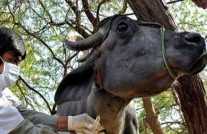 वेटरनरी UG काउंसलिंग: NEET में 144 नंबर पाने वाले अभ्यर्थियों को भी मिलेगा प्रवेश का अवसर