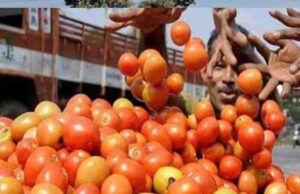 मध्यप्रदेश बना देश का सबसे बड़ा टमाटर उत्पादक, सब्जी उत्पादन में तीसरे नंबर पर