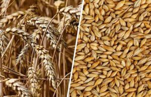अगले साल तक उपलब्ध होंगी गेहूं की 14 और जौ की 4 नई किस्में