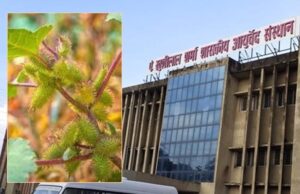 पथरी, मूत्र रोग और टीबी के इलाज में ‘चिपकू’ नामक औषधि पौधे का उपयोग प्रभावी