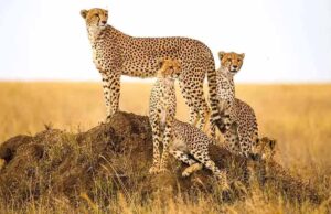 वीरांगना रानी दुर्गावती टाइगर रिजर्व में आएंगे अफ्रीकन चीते, 600 वर्ग किमी में होगा बसेरा