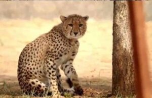 कूनो पार्क छोड़ दो गांवों में पहुंचे चीते, पीछे कुत्ते और ग्रामीणों की भीड़