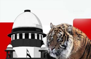 MP और महाराष्ट्र में बाघों के शिकार पर बवाल, सुप्रीम कोर्ट ने मांगा जवाब, उठे संगठित गिरोहों के सवाल