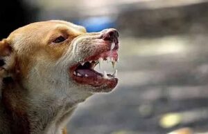 रांची की सड़कों पर खून का प्यासा कुत्ता, देखते ही करता है हमला, अब तक 17 लोगों को बनाया शिकार