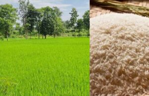 गुयाना, सोमालिया और अफ्रीका के देशों में बालाघाट चावल का क्रेज, सेहत के लिए भी रामबाण
