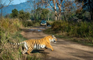 सिंगल यूज प्लास्टिक पर मध्य प्रदेश के टाइगर रिजर्व और राष्ट्रीय उद्यानों में कड़ा प्रतिबंध, जुर्माना भी लगाया जाएगा