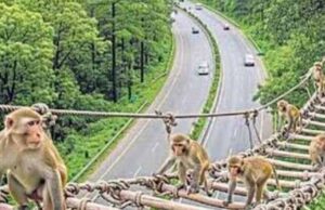 नई योजना: एक्सप्रेसवे पर झूलते बंदर और नीचे दौड़ते वाहन, देखिए कैसे होगा मज़ेदार संतुलन