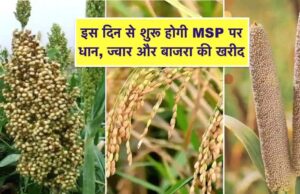 10 अक्टूबर अंतिम तारीख: समर्थन मूल्य पर उपार्जन हेतु कराएं धान, ज्वार व बाजरा का पंजीयन