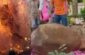 नक्सली हमलों का शिकार बने जानवर भी, IED विस्फोट में घायल हाथी ने तोड़ा दम