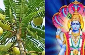 कब है अक्षय नवमी — 30 या 31 अक्टूबर? जानें पूर्ण पूजा विधि और महत्व