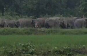 कोरबा में हाथियों का उत्पात जारी, ग्रामीणों की नींद उड़ी – खेतों में भारी नुकसान