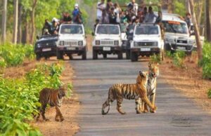 MP के बांधवगढ़ में बड़ा खुलासा: फर्जी वाउचर से चल रहा था सफारी टिकट का काला कारोबार