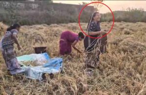 पुष्पा नेताम ने खेत में काटी धान, मंत्री परिवार की भागीदारी से किसानों में जोश