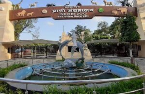 मध्यप्रदेश में खास खबर: एक्सपर्ट्स को उम्मीद, इंदौर जू में जन्मेगा दुर्लभ ब्लैक टाइगर