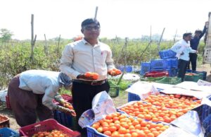 टमाटर खेती से हो रहा लाभ: किसानों की आमदनी में बढ़ोतरी और आत्मनिर्भरता