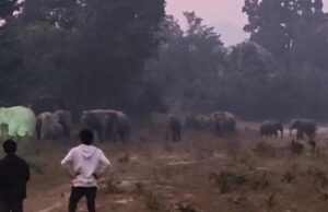 हाथियों के झुंड ने मचाया उत्पात: कई गांवों की फसलें चौपट, प्रशासन अलर्ट