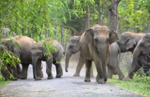 हाथी के हमले में किसान की जान गई, ग्रामीण बोले—समय पर नहीं पहुंचा वन विभाग