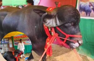 सोनपुर मेले में एक करोड़ के भैसे ‘प्रधान बाबू’ की चर्चा