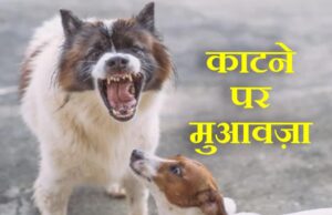कुत्ते के काटने के मामलों में मुआवजा तय, कर्नाटक सरकार देगी 5 लाख और चोट पर 5 हजार