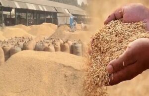 धान खरीद : धान किसानों को किया गया 1868.35 करोड़ रुपये का भुगतान