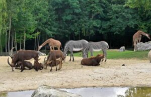 उज्जैन में शेर और जिराफ का सफारी-जूनवां प्रोजेक्ट, सिंहस्थ 2028 से पहले तैयार होगा वनतारा सफारी