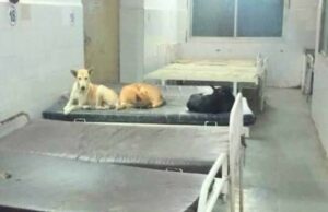 अस्पताल में अव्यवस्था की पोल खुली: वार्ड के बेड पर बेखौफ सोते मिले कुत्ते
