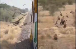 ट्रैक पर इंसानियत: लोको पायलट ने गिद्धों को बचाने कम की ट्रेन की रफ्तार