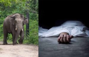 ग्राम में दहशत: हाथी ने 80 वर्षीय महिला को कुचला, बेटी भी घायल