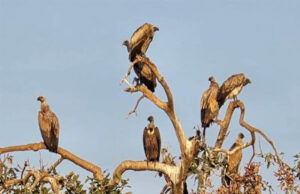 दुनिया में घटे गिद्ध, पन्ना में बढ़ी उड़ान, पर्यावरण के लिए अच्छी खबर