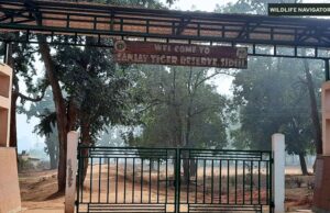 संजय टाइगर रिजर्व में वन्य प्राणियों की गिनती, शाकाहारी-मांसाहारी प्रजातियों में बढ़ोतरी की खुशखबरी