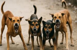 दिन में दो बार चिकन राइस: कर्नाटक में स्ट्रीट डॉग्स के लिए नया फीडिंग प्लान