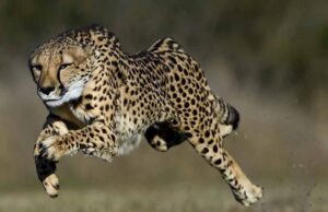 रानी दुर्गावती टाइगर रिजर्व में नए घर में जाएंगे चीते, सागर और नौरादेही में दौड़ते दिखेंगे