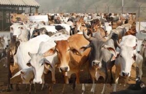 विकसित भारत का कृषि मॉडल: गौ-आधारित प्राकृतिक खेती से स्वस्थ जीवन की ओर