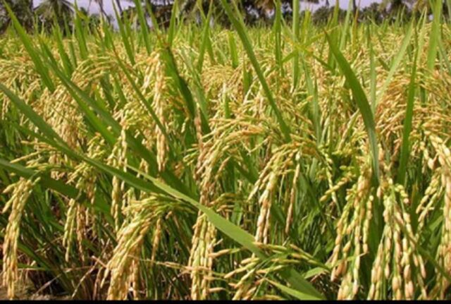 kisan1-2.jpg
