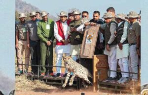 वन्य संरक्षण की दिशा में MP की पहल: मुख्यमंत्री ने तीन चीतों को प्राकृतिक आवास में छोड़ा