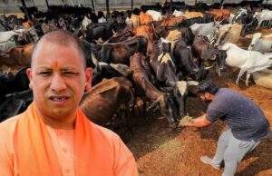 स्वदेशी उन्नत नस्ल के 25 गोवंश से डेयरी लगाने पर परियोजना लागत का मिलता है 50 प्रतिशत अनुदान