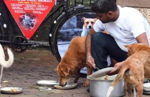 इंदौर में डॉग फीडिंग के नियमों में बदलाव, निगम ने 172 फूड प्वाइंट्स तय कर सख्त गाइडलाइन जारी की