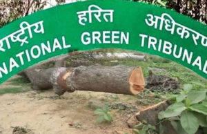 NGT ने पूछा जवाब: मध्य प्रदेश में 15 लाख पेड़ों की कटाई का प्रस्ताव चर्चा में